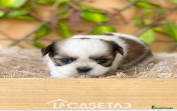 Shih Tzu perros en venta: Camada de Yadira  - Imagen 1