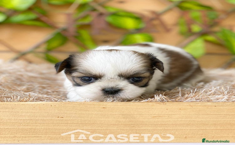 Shih Tzu perros - Anuncio 2