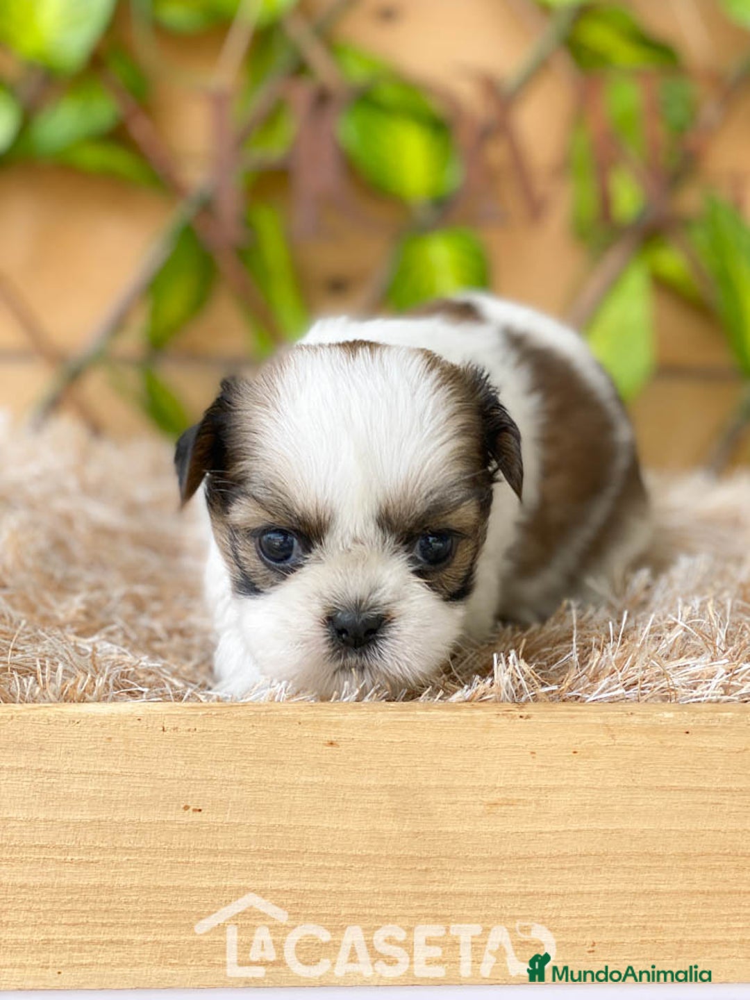 Shih Tzu perros en venta: Camada de Yadira  - Imagen 1