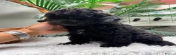 Caniche Enano perros en venta: CANICHE ENANA 🎀 - Anuncio 5
