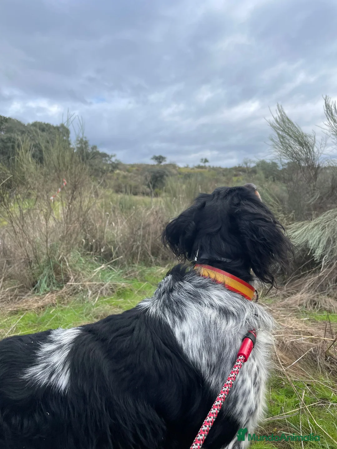 Épagneul Breton perros en venta: Cachorros spanier breton  - Anuncio 4