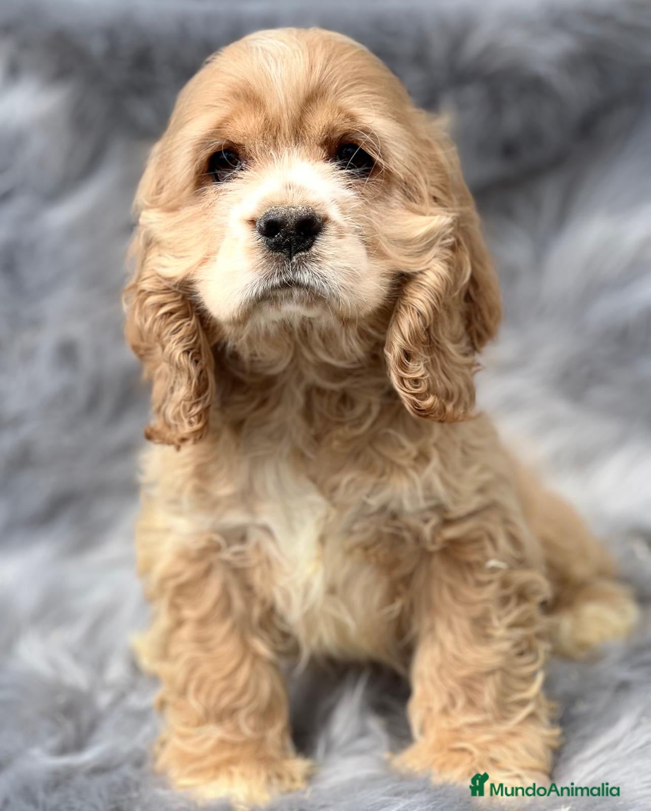 Cocker Spaniel Americano perros Cocker americano  en Barcelona - Anuncio 5