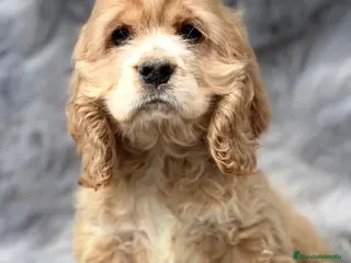 Cocker Spaniel Americano perros Cocker americano en Barcelona - Anuncio 5