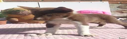Border Collie perros en venta: Border collie - Anuncio 5