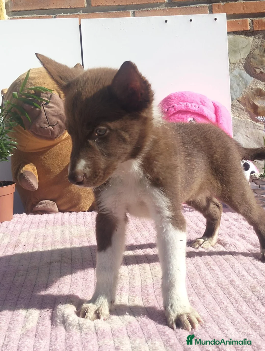 Border Collie perros en venta: Border collie - Anuncio 5
