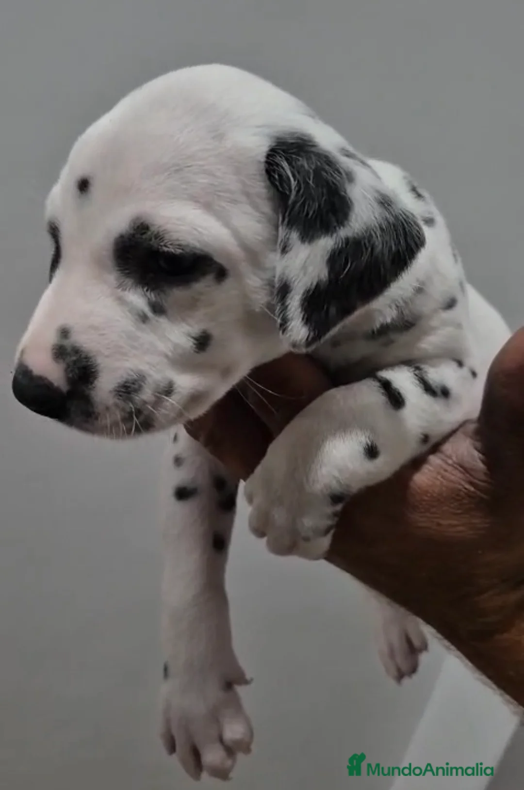 Dálmata perros en venta: Dálmatas disponibles 🐶🐾 - Anuncio 2