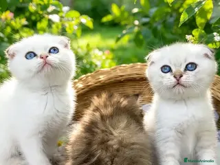 Británico de Pelo Corto gatos Británicos y Scottish Fold gatitos - Anuncio 3