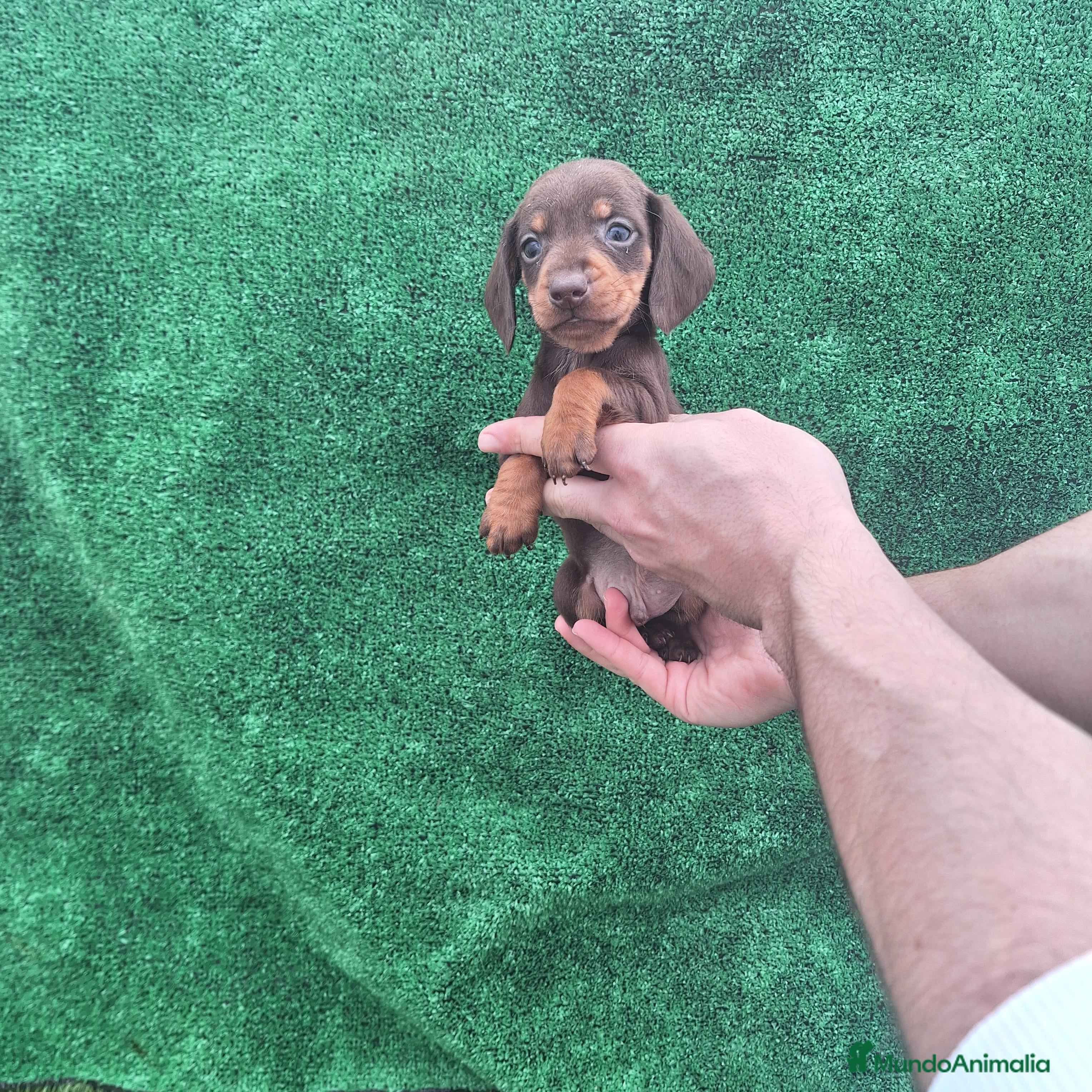 Teckel Miniatura perros TECKEL MINIATURA CHOCOLATE  - Anuncio 2