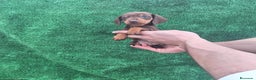 Teckel Miniatura perros en venta: TECKEL MINIATURA CHOCOLATE  - Anuncio 1