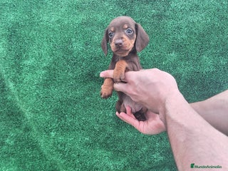 Teckel Miniatura perros TECKEL MINIATURA CHOCOLATE - Anuncio 1