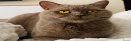 Británico de Pelo Corto gatos en venta: British short hair blue y lilac - Anuncio 3