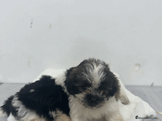 Shih Tzu perros - Anuncio 2