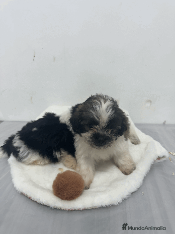 Shih Tzu perros - Anuncio 8