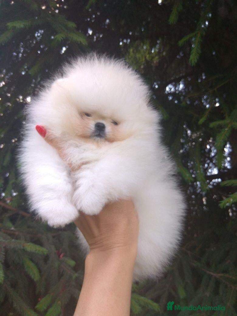 Pomerania perros ~~~~POMERANIA DE PELÍCULA ~~~~ en Badajoz - Anuncio 12