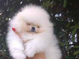 Pomerania perros en Badajoz - Anuncio 15