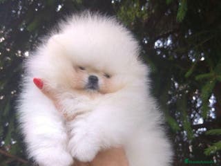 Pomerania perros ~~~~POMERANIA DE PELÍCULA ~~~~ en Badajoz - Anuncio 13