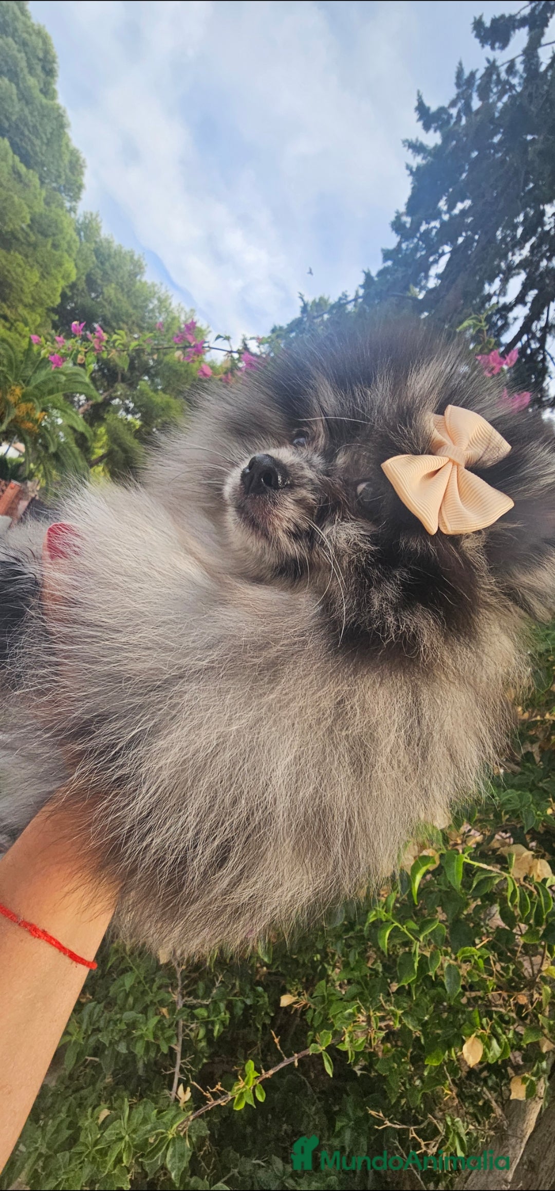 Pomerania perros en venta: Precioso machito Merle 💝 - Imagen 4