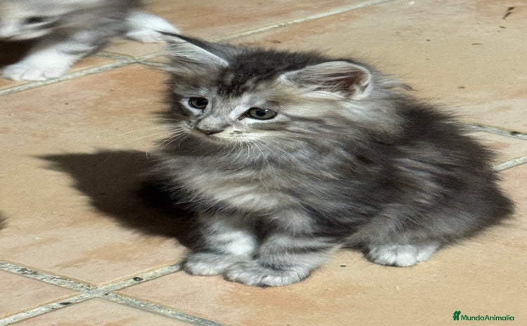 Maine Coon gatos - Anuncio 1