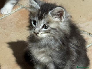 Maine Coon gatos Preciosa Camada Maine Coon - Anuncio 12