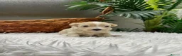 Maltipoo perros en venta: MALTIPOO - Anuncio 28