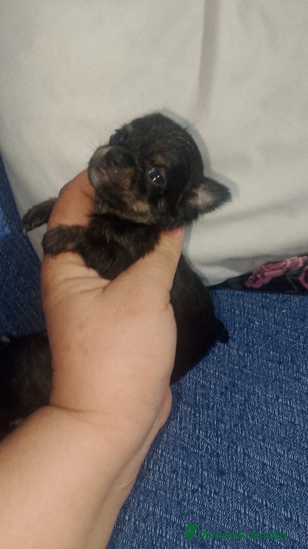 Chihuahua perros en venta: Camada para reservar  - Imagen 6