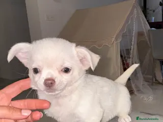 Chihuahua perros Chihuahua pelo largo hembra ojos azules - Anuncio 5