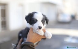 Border Collie perros en venta: Cachorros Border Collie  - Imagen 9