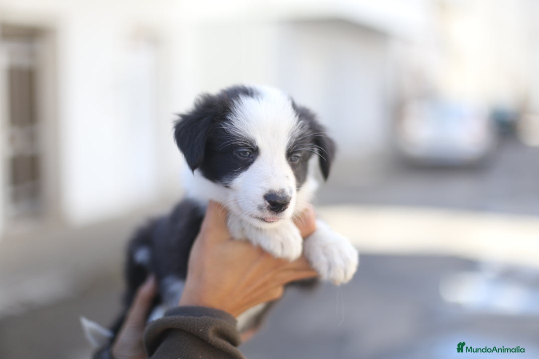 Border Collie perros en venta: Cachorros Border Collie  - Imagen 9