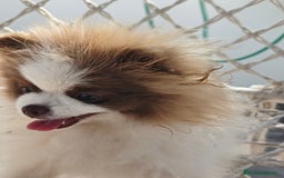 Pomerania perros en venta: Pomerania hembra excelente pedigree  - Imagen 6