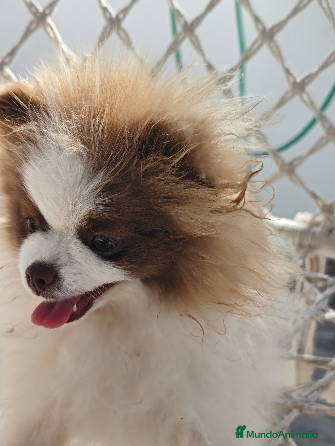 Pomerania perros en venta: Pomerania hembra excelente pedigree  - Imagen 6