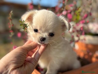 Chihuahua perros Chihuahuas macho pelito largo!!! - Anuncio 2