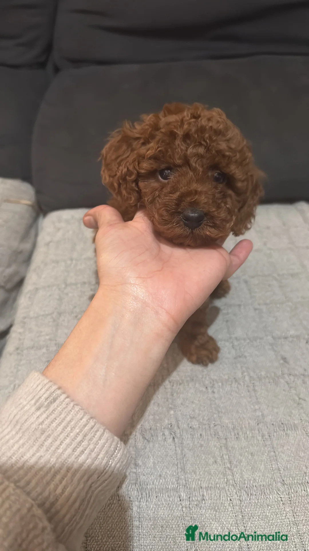 Caniche Toy perros en venta: Caniche toy - Anuncio 2