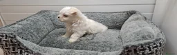 Bichón Maltés perros en venta: Cachorrito de Bichon Maltes  - Anuncio 2