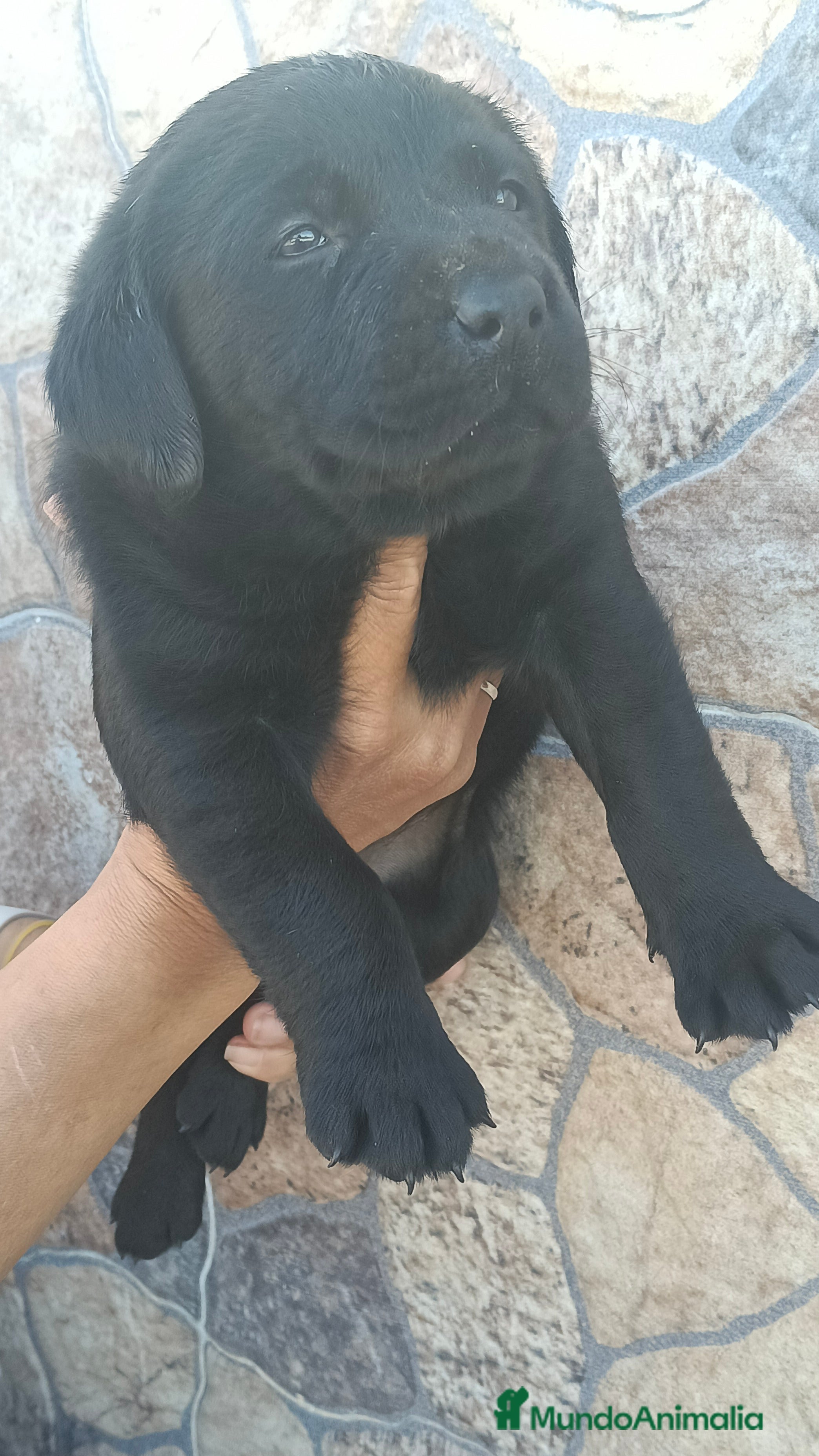 Labrador Retriever perros Última hembra labrador retriever  - Anuncio 1