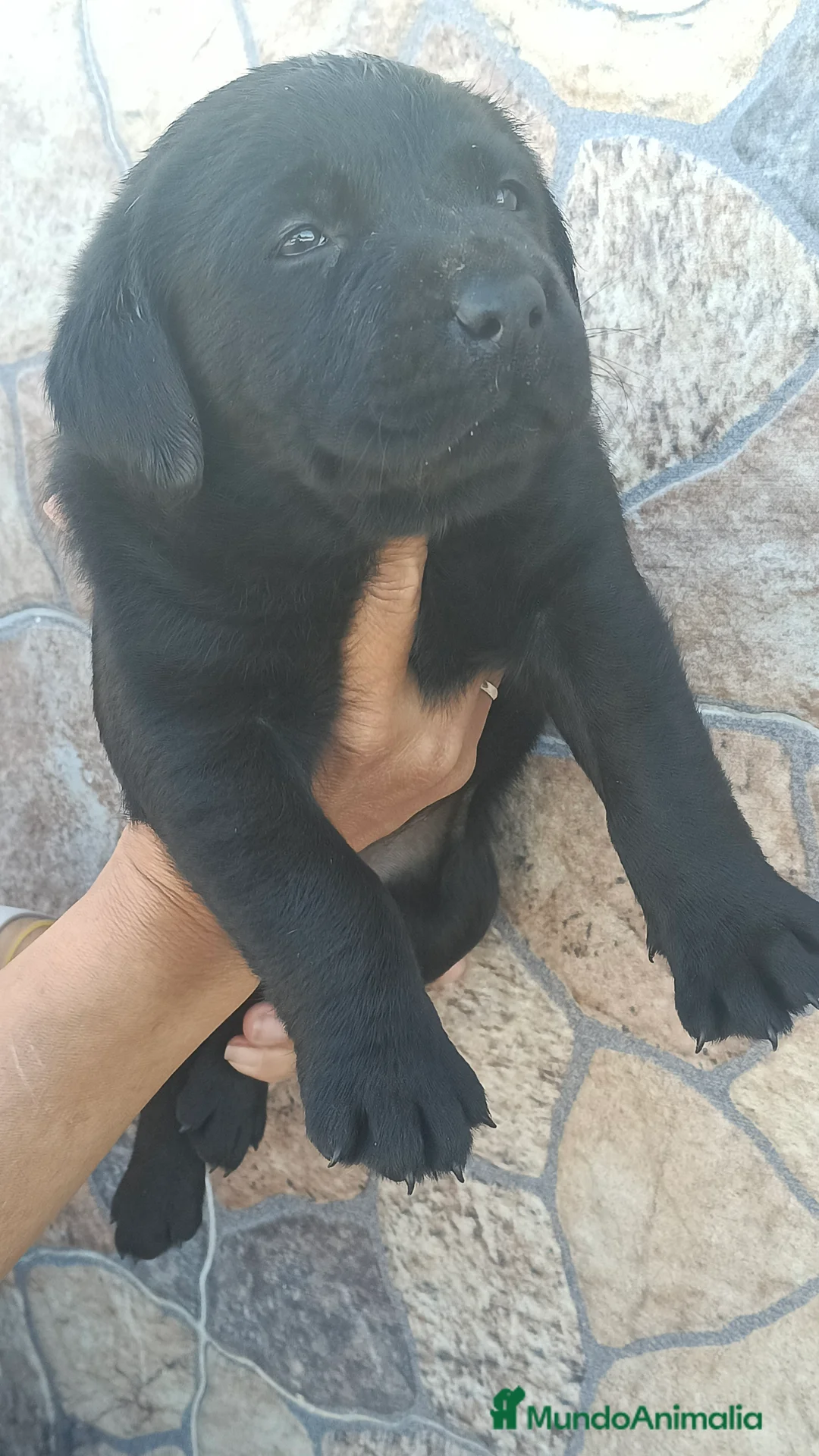 Labrador Retriever perros en venta: Última hembra labrador retriever  - Anuncio 1