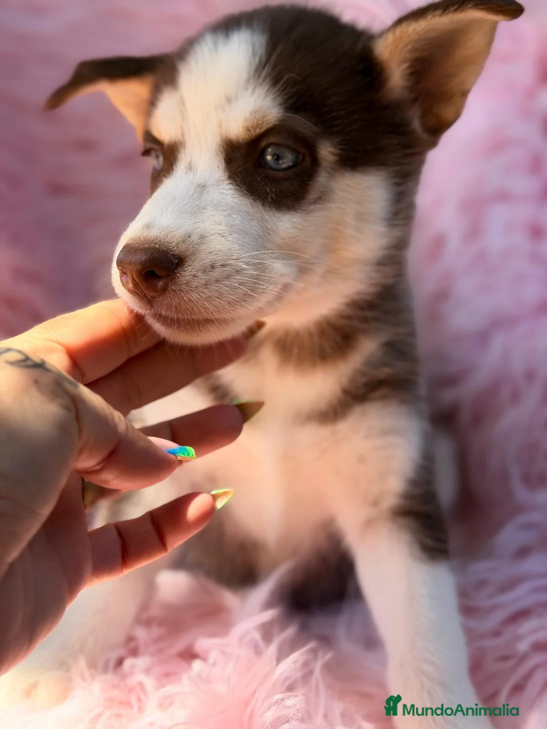 Husky Siberiano perros en venta: HUSKY - Anuncio 2
