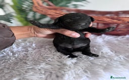 Caniche Toy perros en venta: CANICHE TOY HEMBRA - Imagen 8