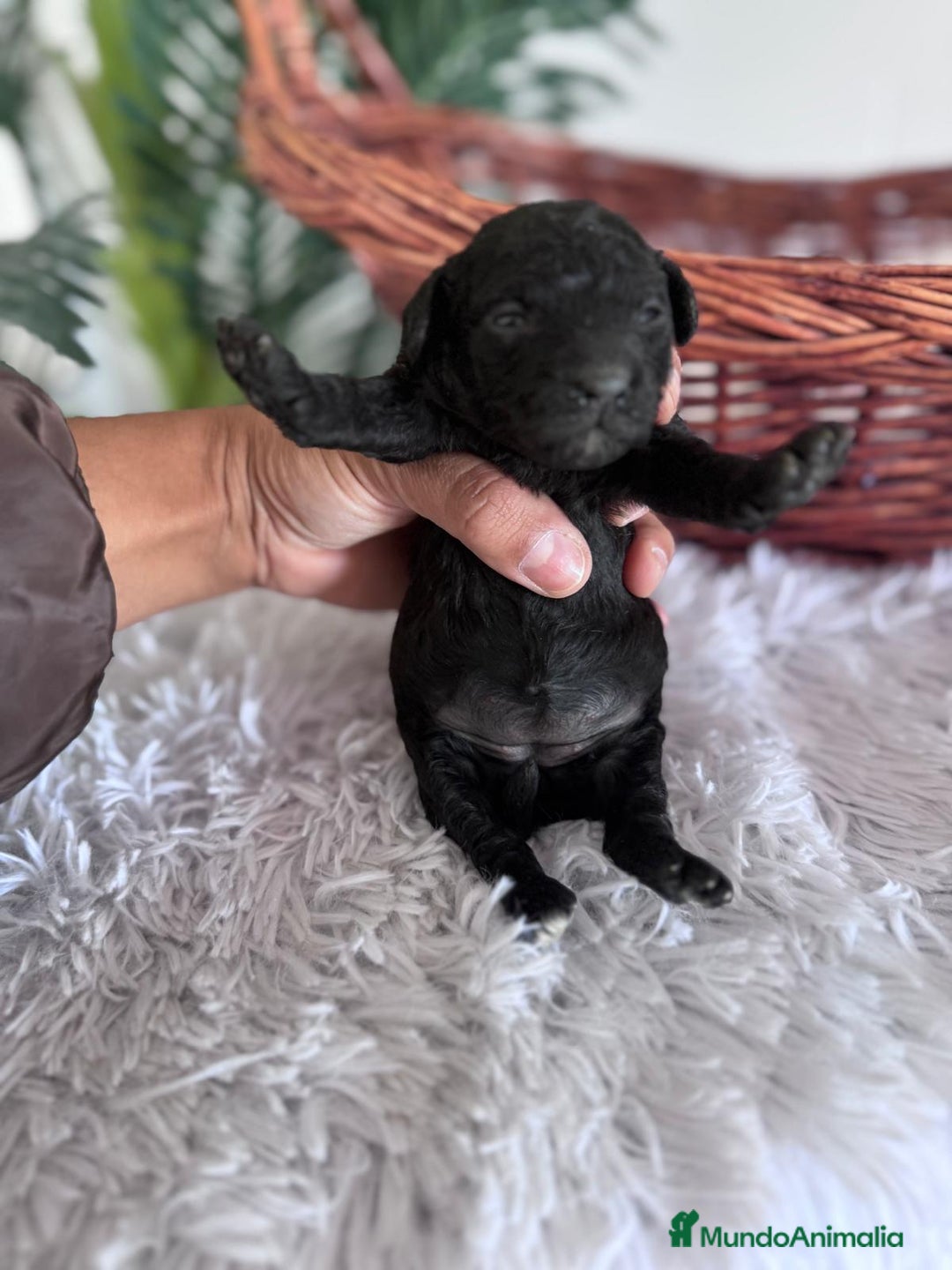 Caniche Toy perros en venta: CANICHE TOY HEMBRA - Imagen 8