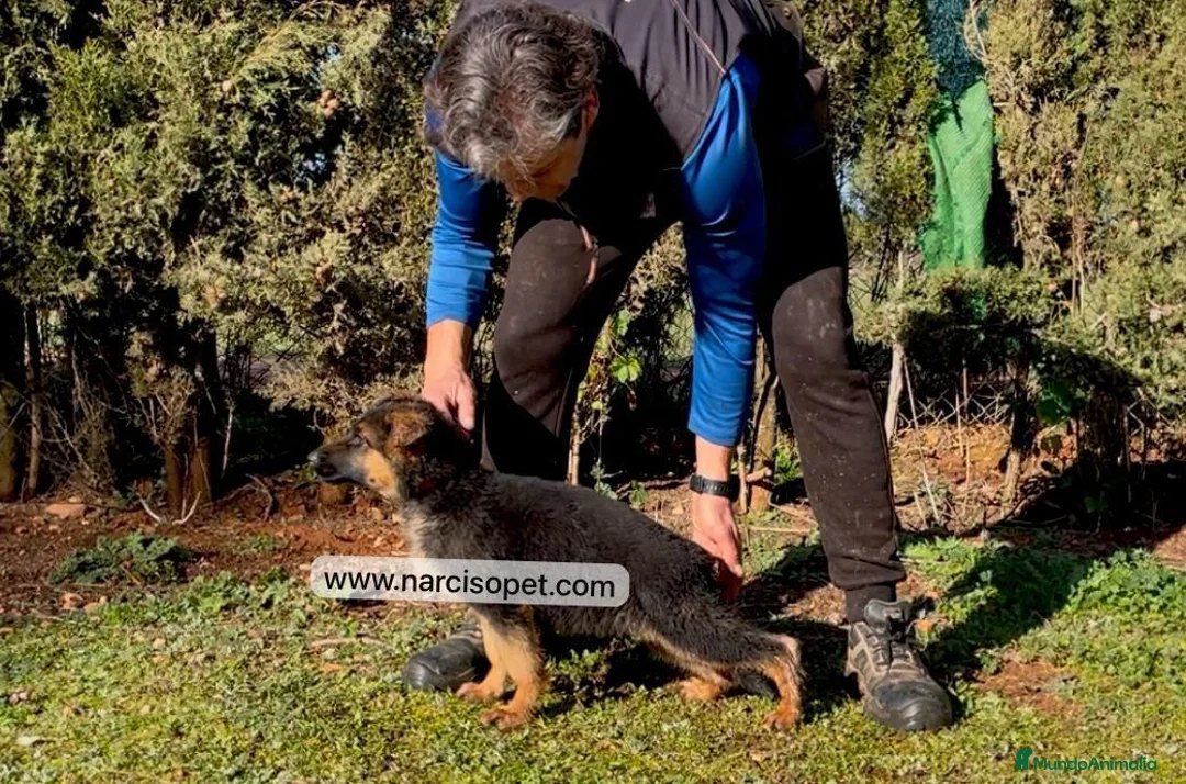 Pastor Alemán perros en venta: PASTOR ALEMAN MACHOS CON GARANTIAS en Asturias - Anuncio 4