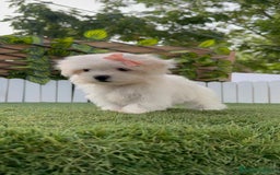 Bichón Maltés perros en venta: BICHON MALTES HEMBRA ENVIO A TODA ESPAÑA - Imagen 9