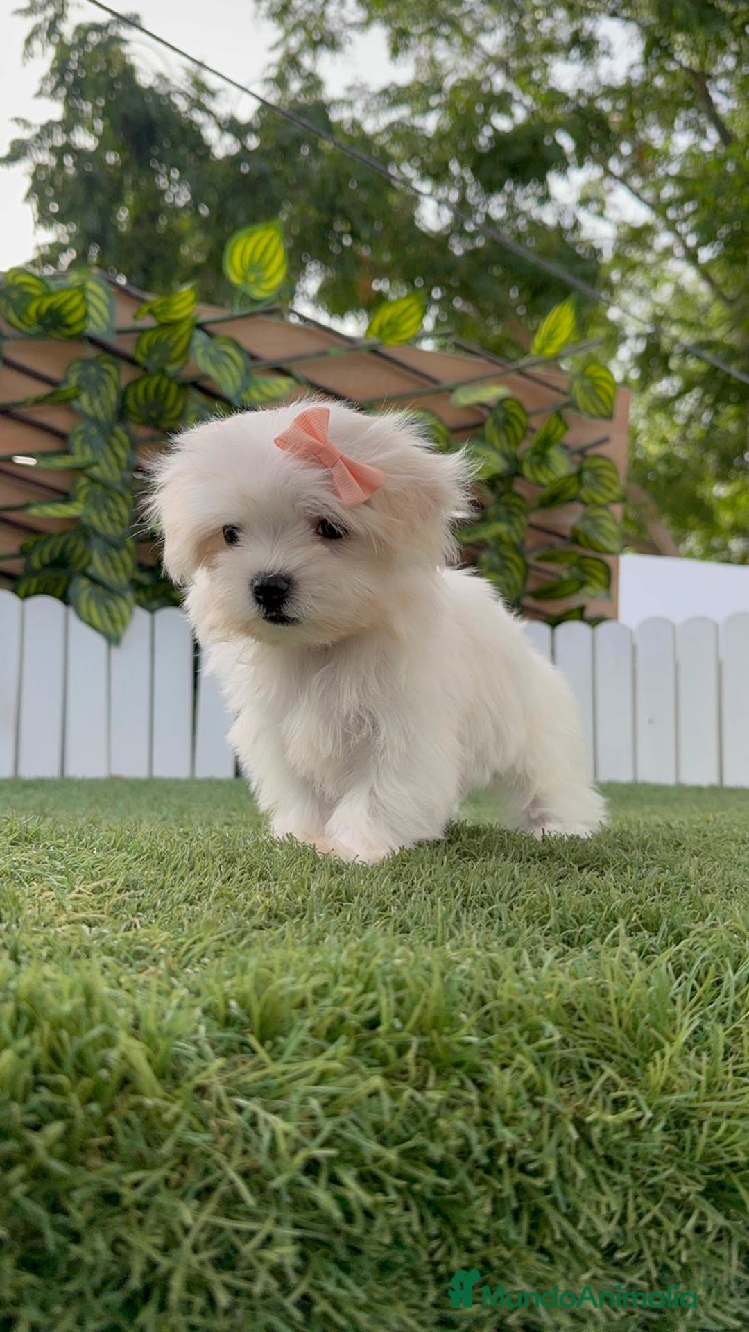 Bichón Maltés perros en venta: BICHON MALTES HEMBRA ENVIO A TODA ESPAÑA - Imagen 9
