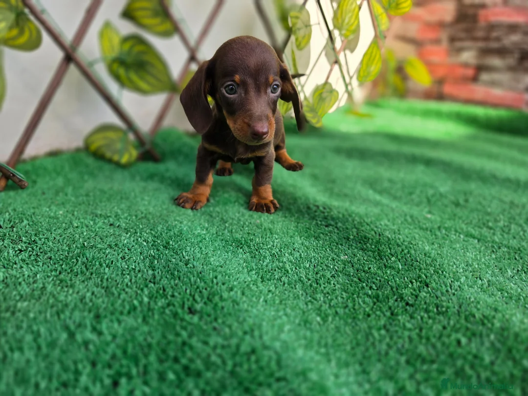Teckel Miniatura perros en venta: TECKEL MINIATURA & KANNINCHEN - Anuncio 1