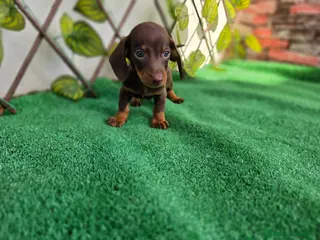Teckel Miniatura perros TECKEL MINIATURA & KANNINCHEN - Anuncio 1