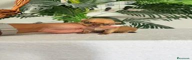 Chihuahua 1