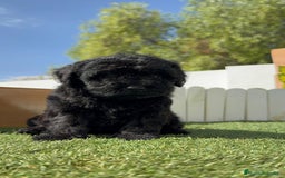 Perro de Agua Español perros en venta: PERRO DE AGUA ESPAÑOL MACHO - Imagen 23