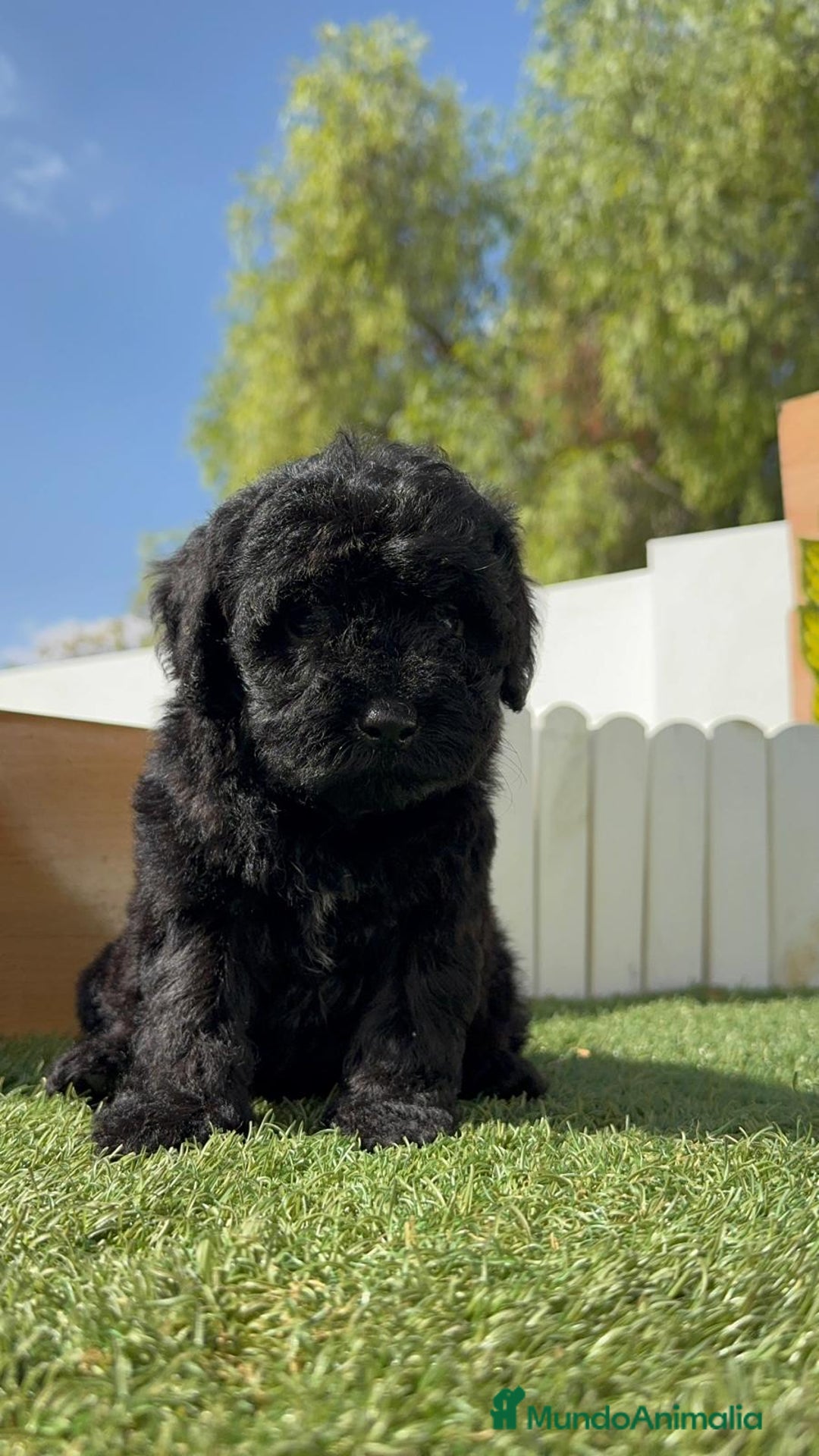 Perro de Agua Español perros en venta: PERRO DE AGUA ESPAÑOL MACHO - Imagen 23