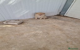 Pomerania perros en venta: Cachorrito Pomerania - Imagen 1