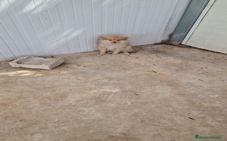 Pomerania perros - Propaganda 3