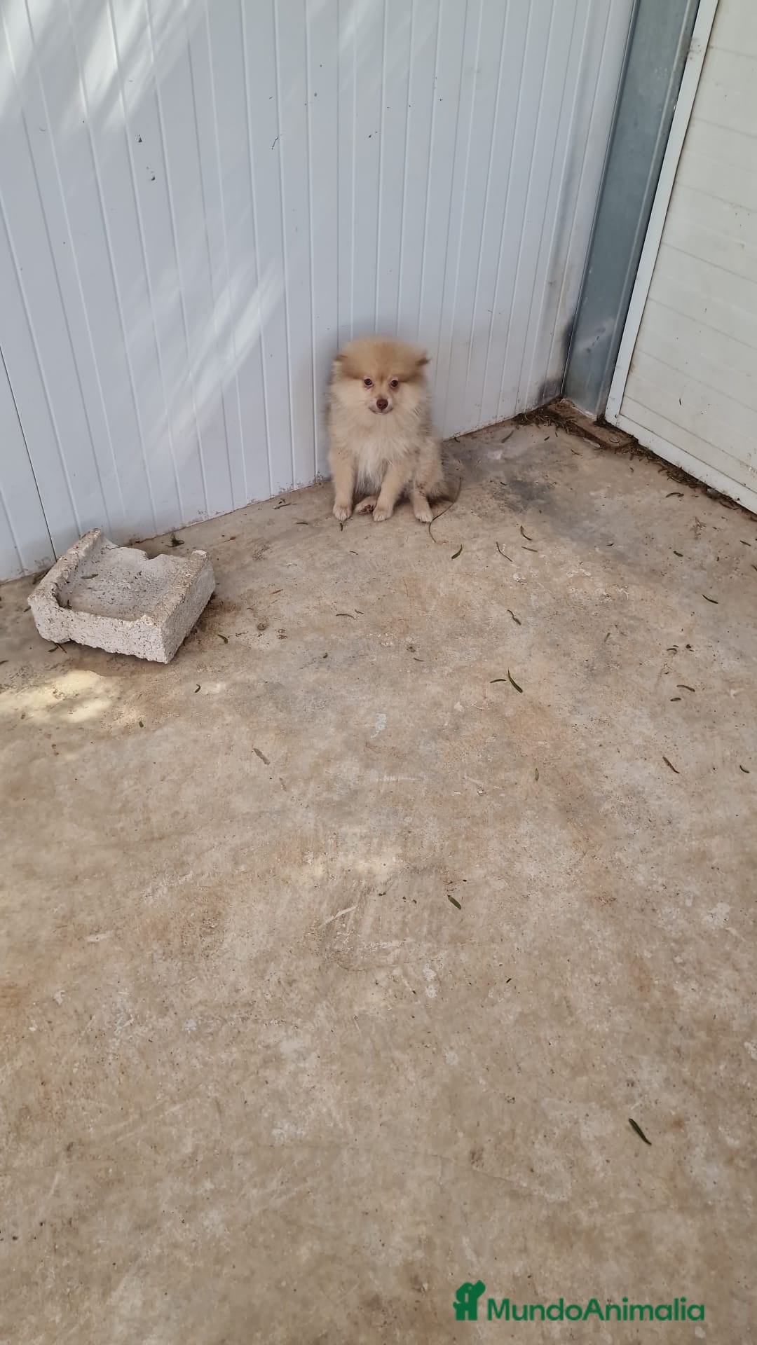 Pomerania perros en venta: Cachorrito Pomerania - Imagen 1