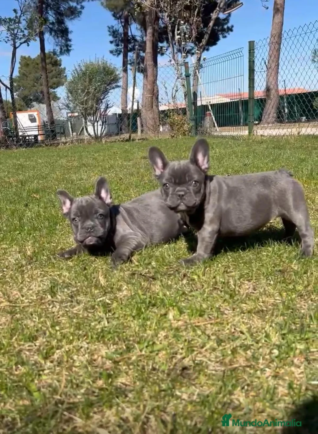 Bulldog Francés perros en venta: Bulldog francés  - Anuncio 1